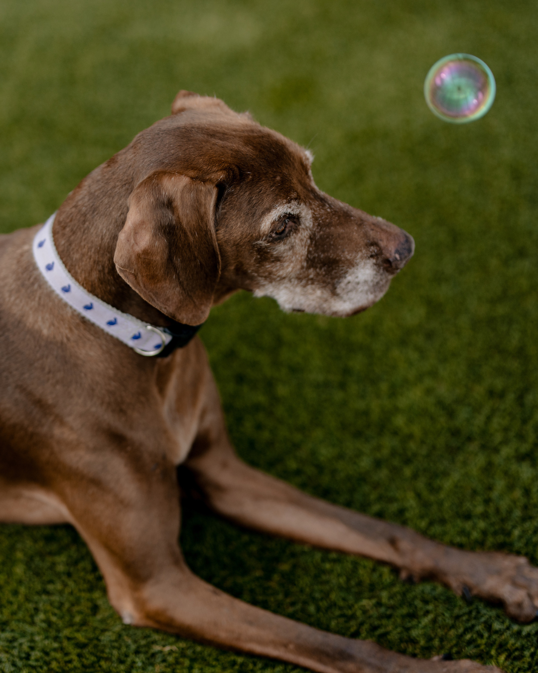 Petey The Pelican Pet Collar