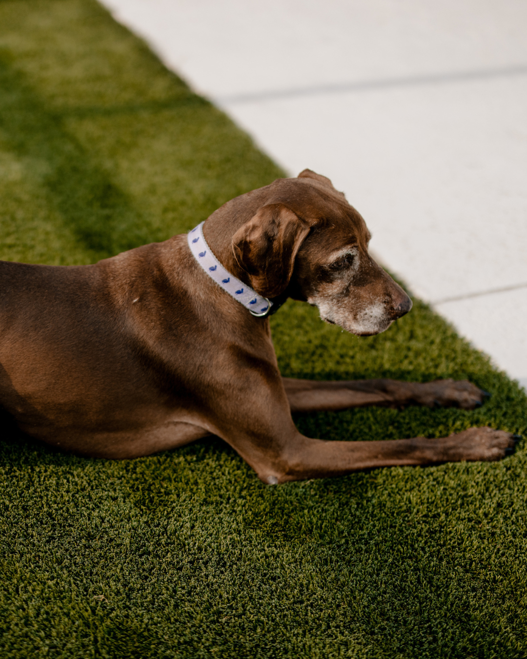 Petey The Pelican Pet Collar
