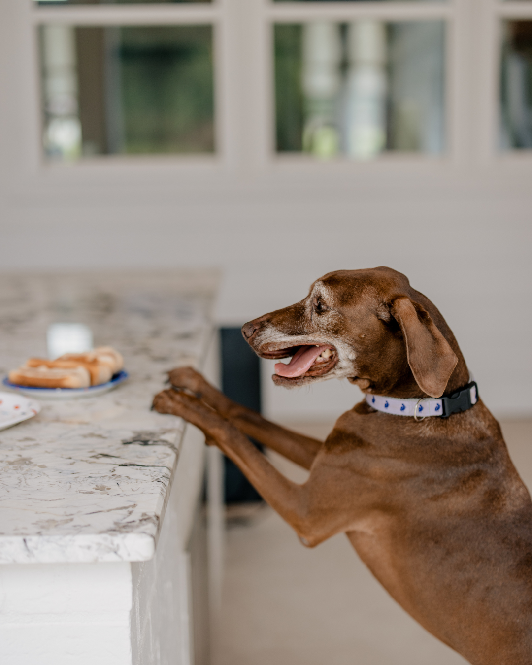 Petey The Pelican Pet Collar