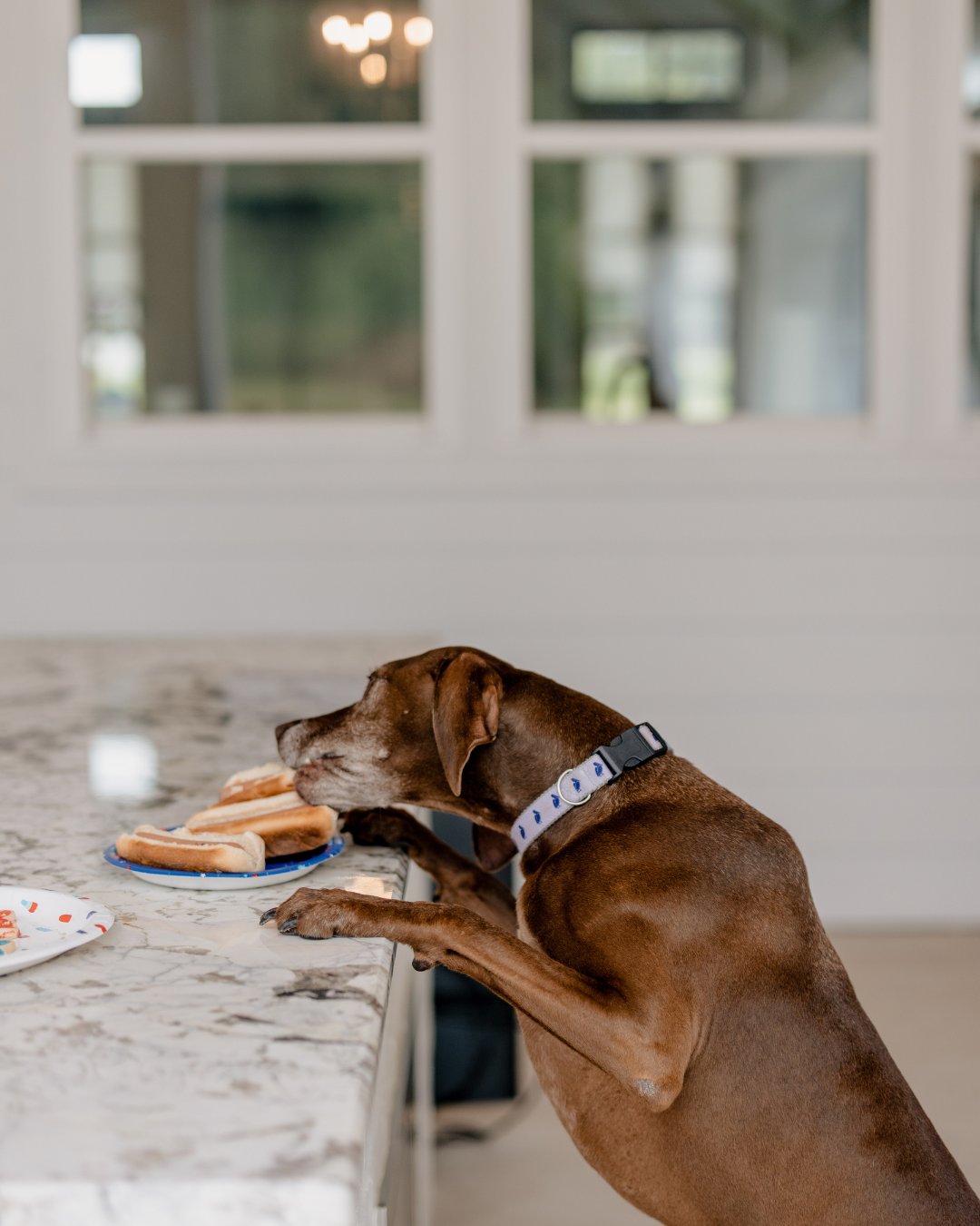 Petey The Pelican Pet Collar