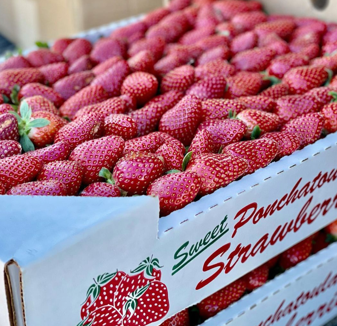 Support Local Strawberry Farmers and Products