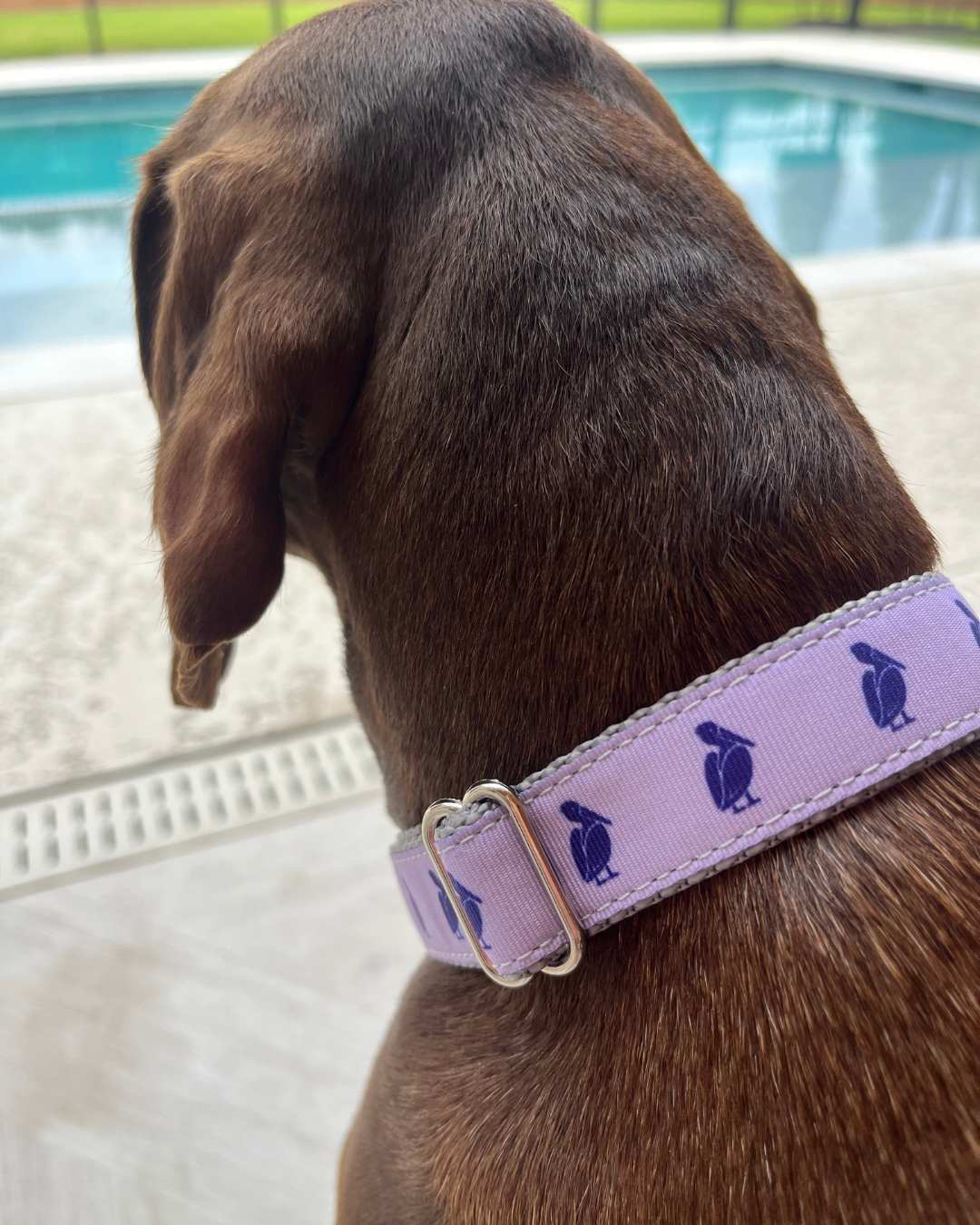 Petey The Pelican Pet Collar