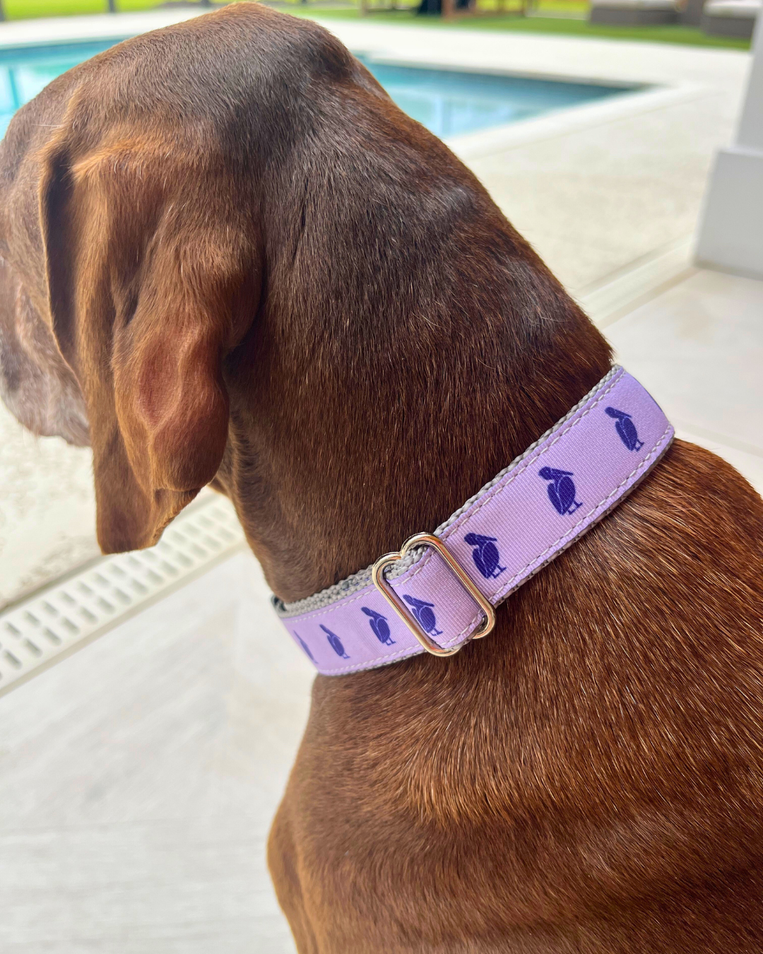 Petey The Pelican Pet Collar